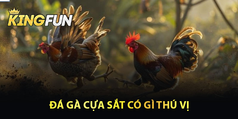 Đá Gà Cựa Sắt Có Gì Thú Vị  