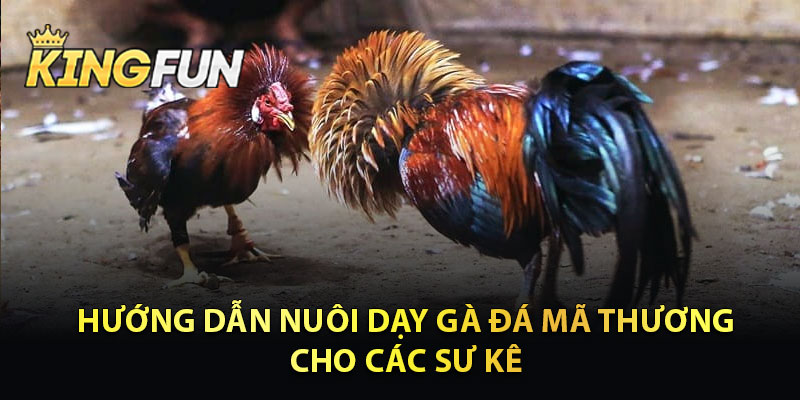 Hướng Dẫn Nuôi Dạy Đá Gà mã Thương Cho Các Sư Kê